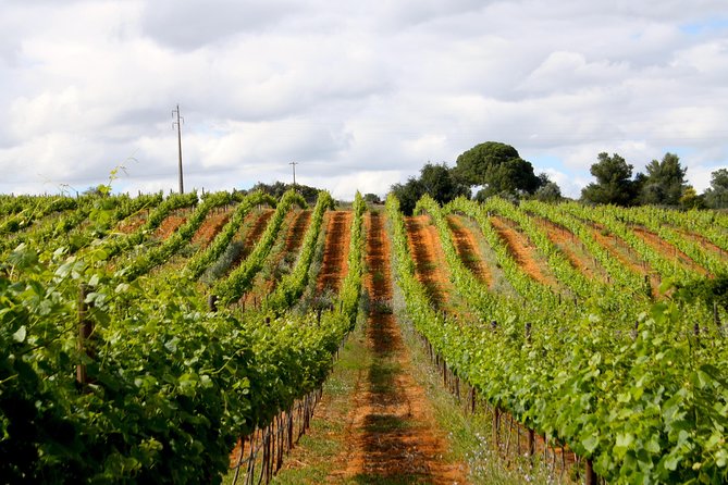Wine Tasting and Art Tour - Wine Tasting