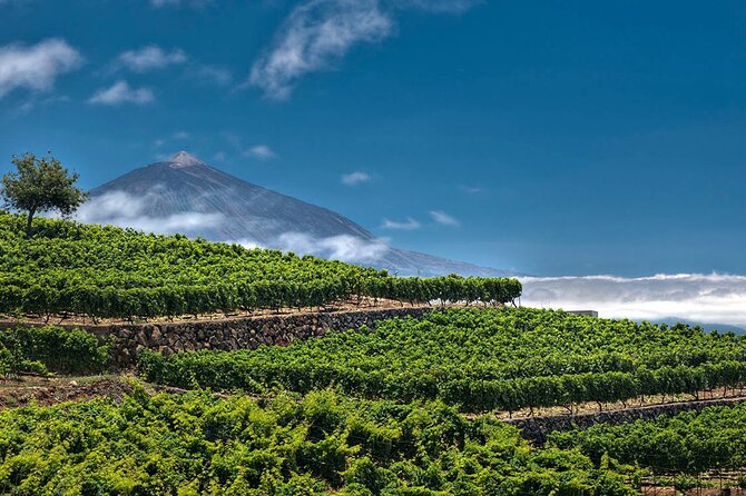 Winery Tour and Tasting in Tenerife With the Sommelier - End Point and Cancellation Policy