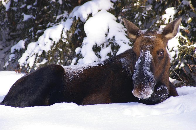 Winter Wildlife Discovery Tour - Traveler Photos and Reviews