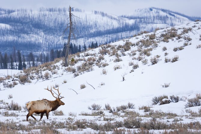 Winter Yellowstone Tour (With Optional Hike or Snowshoe) - Itinerary