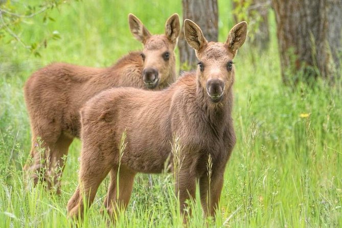 Yellowstone and Grand Teton 4 Day 3 Night Wildlife Adventure - Wildlife Sightings and Experiences