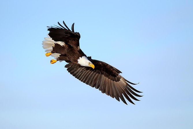 Yellowstone Custom Wildlife and Nature Tour - Guided Tours and Photography Tips