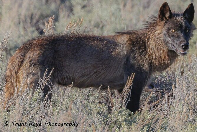 Yellowstone Full-Day Upper Loop Wildlife Adventure W/Lunch - Convenient Pickup and Drop Off