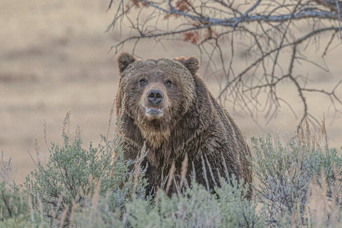 Yellowstone Full-Day Upper Loop With Wildlife Adventure W/Lunch - Reviews and Ratings
