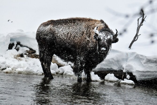 Yellowstone & Grand Teton National Parks Winter Tour: Small Group 4-Day Tour - Reviews and Ratings