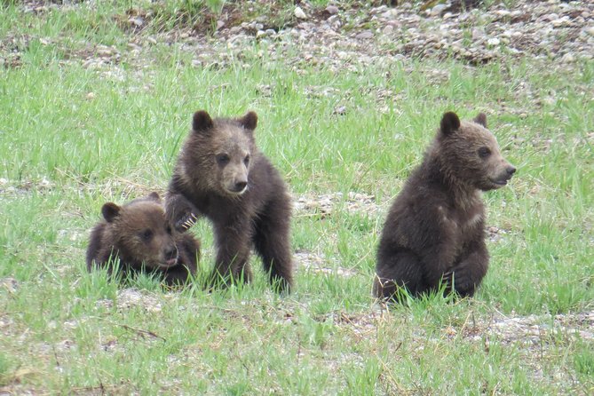 Yellowstone National Park - Full-Day Lower Loop Tour From West Yellowstone - Cancellation Policy and Minimum Traveler Requirement