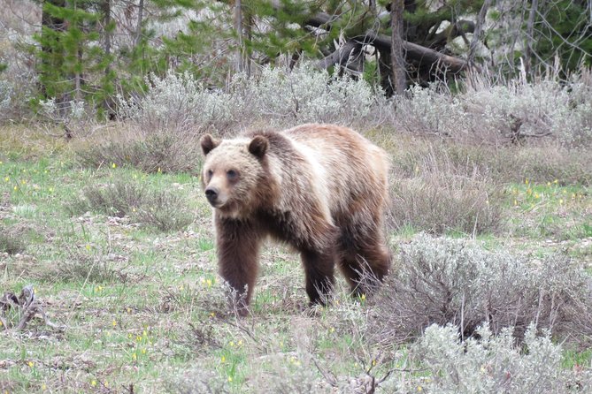 Yellowstone National Park - PRIVATE Full-Day Lower Loop Tour From Jackson Hole - Private Guide Expertise