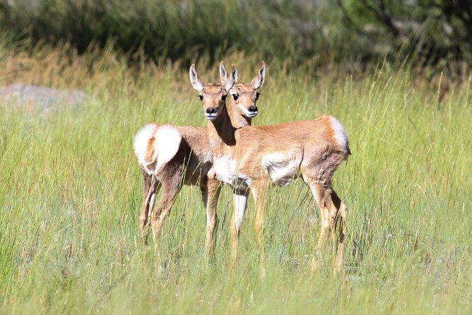 Yellowstone Private Upper Loop Tour With Lunch - Schedule and Logistics