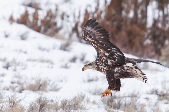 Yellowstone Snowshoe Safari From Bozeman - Private Tour - Meeting and Pickup