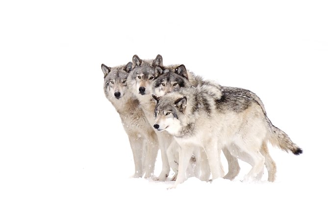 Yellowstone Winter Wildlife 4-Day Tour  - Gardiner - Lamar Valley Wildlife Viewing
