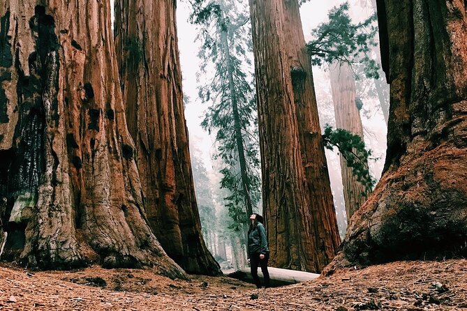 Yosemite and Giant Sequoias Day Tour - Transportation Details