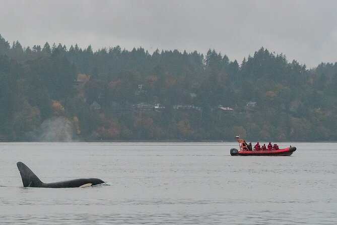 Zodiac Marine Wildlife Excursion From Victoria - High-Speed Cruising at 35 Knots