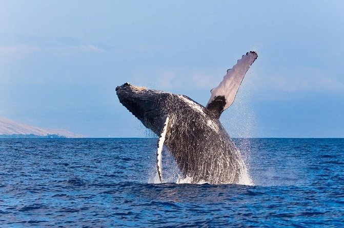 Zodiac Raft Whale Watching Adventure - Unique and Thrilling Experience