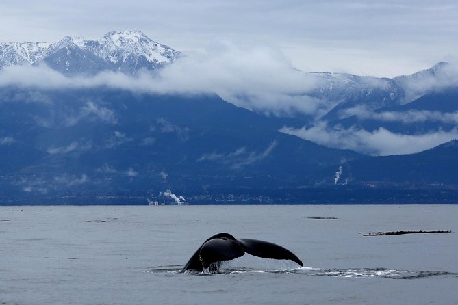 Zodiac Whale Watching Adventure From Victoria - Meeting Point and Pickup Information