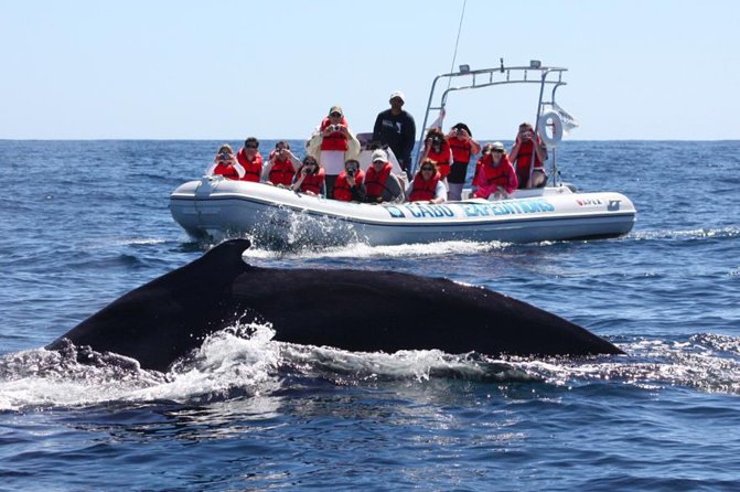 Zodiac Whale-Watching Adventure in Los Cabos - Additional Information
