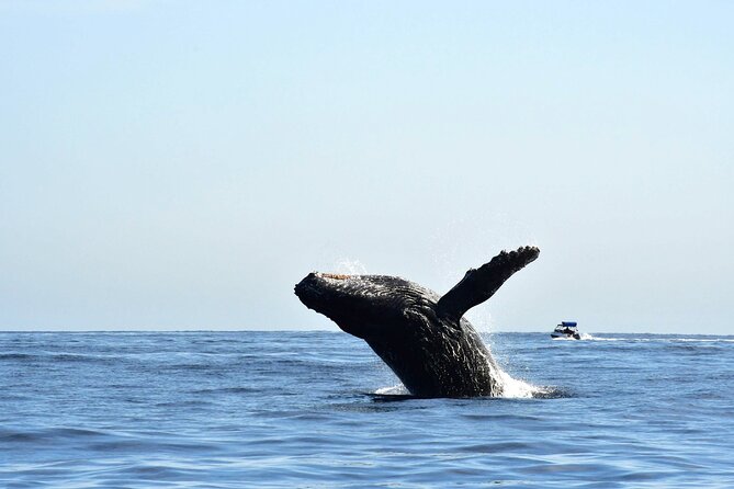 Zodiac Whale Watching Adventure - Incl FREE Photos & Whale Sightings Guarantee - Safety and Wildlife Encounters