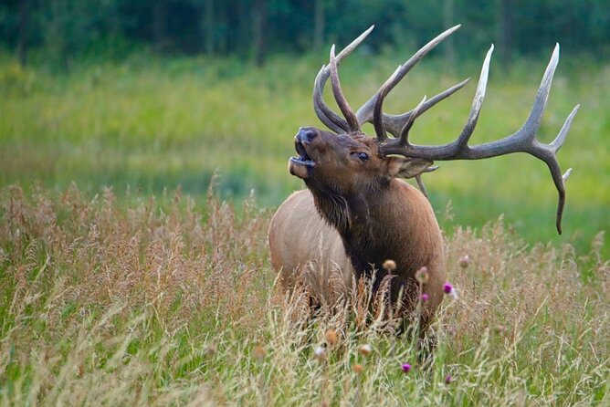 3/4 Day Rocky Mountain NP "Mountain to SkyBear Lake Rd" Tour - RMNPhotographer