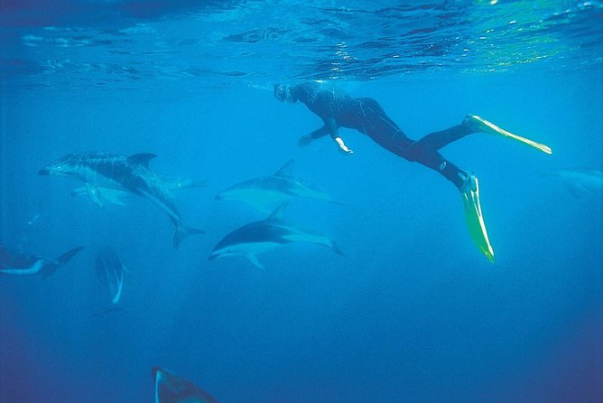 3 Day Kaikoura Sealife and Coach Tour From Christchurch