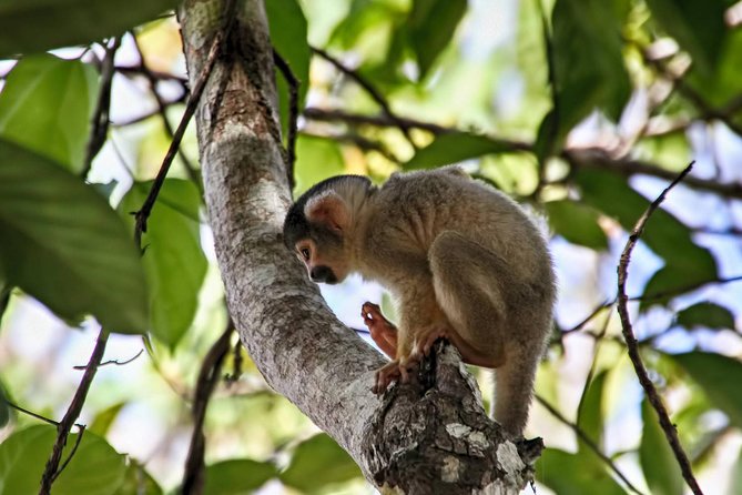 3 Days 2 Nights - Tambopata Jungle