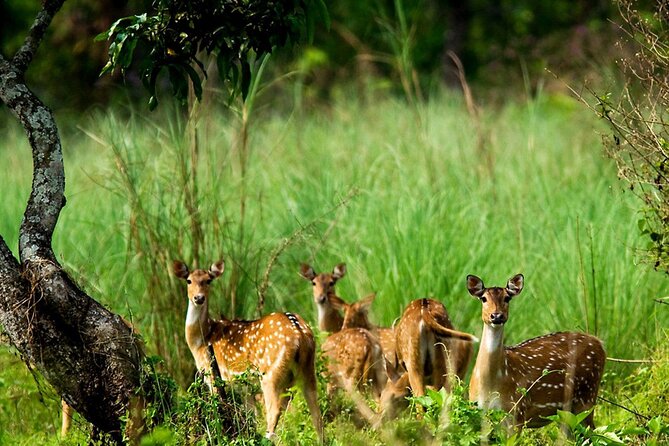 3 Days and 2 Nights Chitwan National Park Safari Tour in Pokhara
