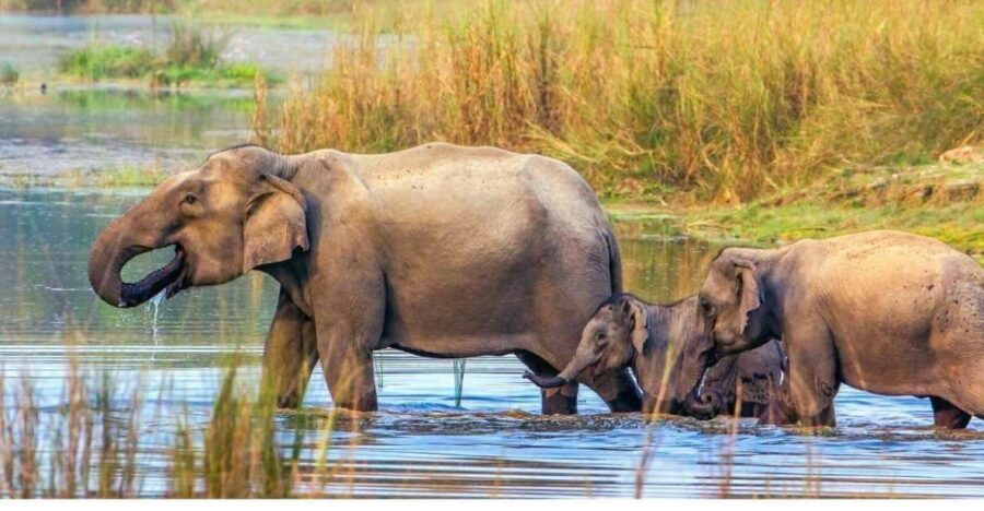3 Days Bardiya Jungle Safari Tour From Kathmandu