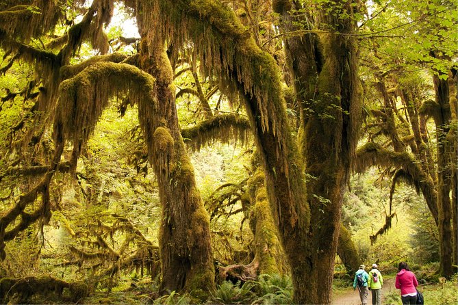 3 Days in Olympic National Park From Seattle: Silent Forest – Hoh Rainforest
