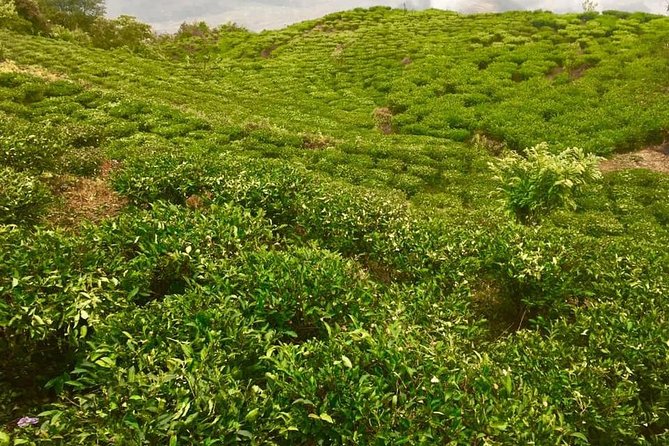 3 Days Lwang, Ghalel, Ghachowk Trek From Pokhara - Good To Know