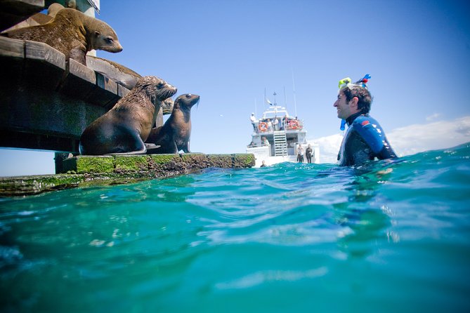 3 Hour Dolphin and Seal Swim (Nov-Apr)