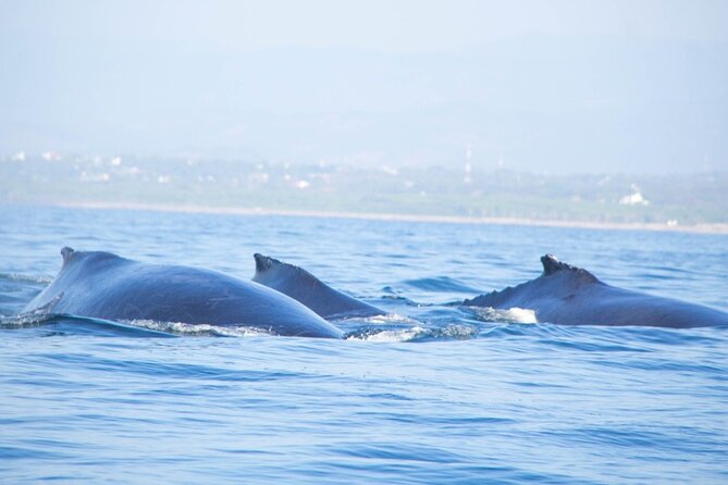 3-Hour Dolphin Watching Experience in Puerto Escondido - Good To Know