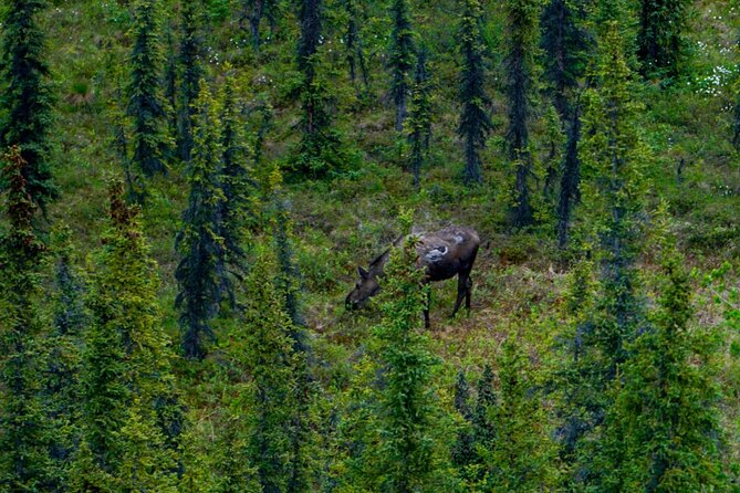 3 Hour Naturalist Walking Tour in Denali National Park