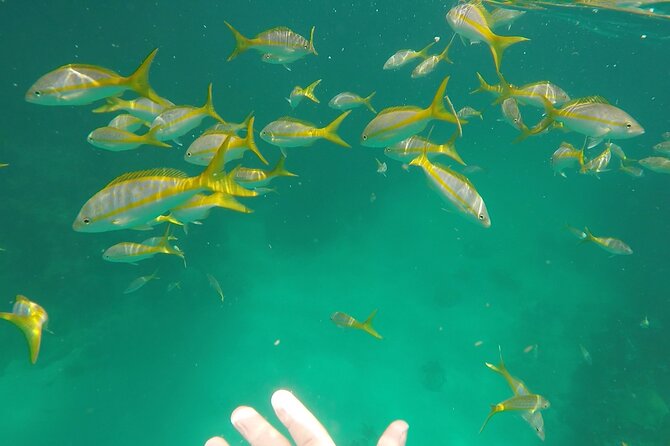 3 Best 3 Hour Tours and Experiences in Key West