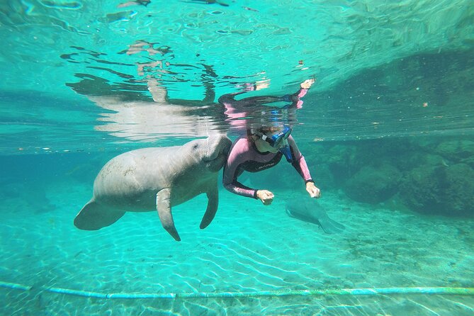 3 Hours Manatee Swim Tour in Florida - Meeting and Accessibility