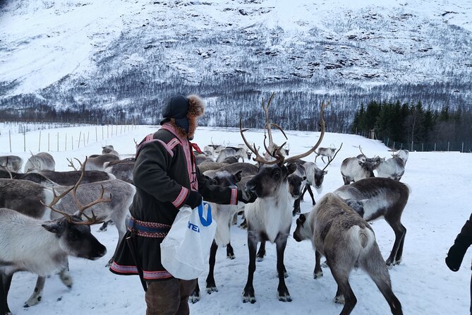 3 Hours Reindeers Experience in Sami Camp Tromso