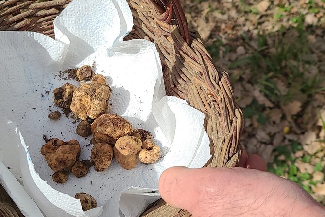 3 Hours Truffle Hunting With Pasta Cooking Class and Lunch