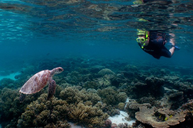 3 Night Ningaloo Reef Snorkel and Dive Getaway From Coral Bay - Good To Know