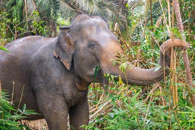 30-Minutes Guided Tour & Transfer to Khaolak Elephant Sanctuary
