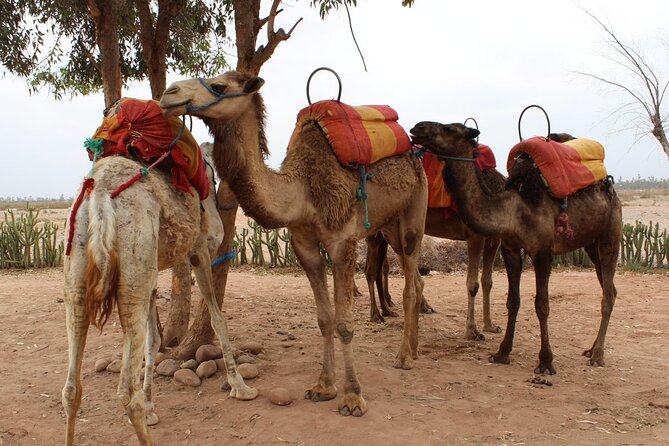 1-Hour Camel Ride and 1-Hour Quad Bike Ride in Marrakech. - Additional Information