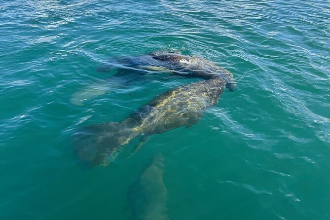1-Hour Pedal Kayak Guided Adventure Tour in Condado Lagoon - Expectations and Requirements