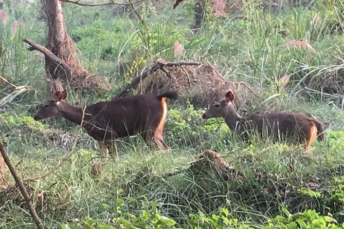 1 Night 2 Days Chitwan Jungle Safari Tour From Pokhara - Day 2: Jungle Safari and Return
