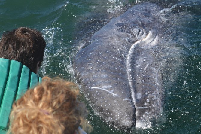 2-Day Magdalena Bay Gray Whale Van Tour - Expectations and Accessibility