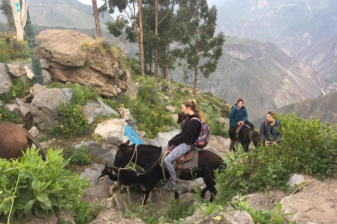 2 Day Trek Including Transfer to Puno / Colca Canyon - Reviews and Feedback