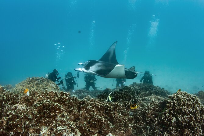 2 Dives in the Morning for Certified Divers in Bora Bora - Dive Experience Level and Equipment Provided