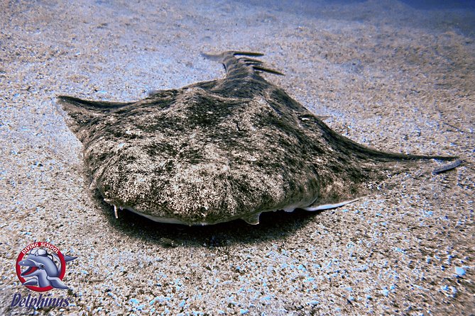 2 Diving Sites Scuba Diving Package in Gran Canaria - Common Questions