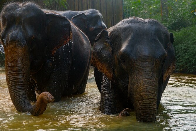 2-Hour Guided Eco-Tour & Transfer to Khaolak Elephant Sanctuary - Additional Info