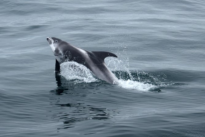 2-Hour RIB Boat Whale Watching Tour From Reykjavik - Positive Reviews and Recommendations