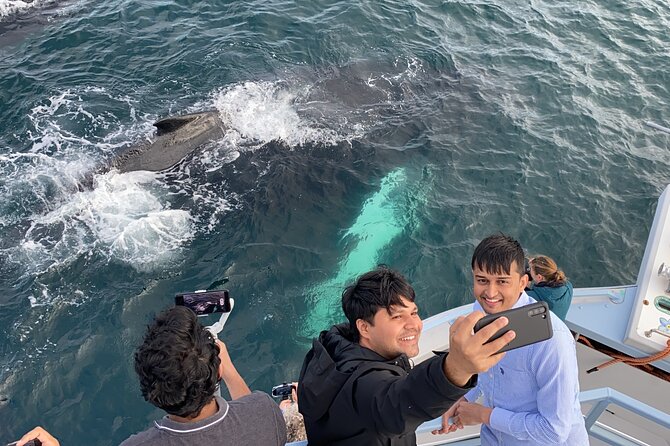 2 Hours Guided Whale and Bird Boat Tour in Bay Bulls - Directions