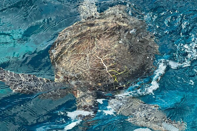 2 Location Snorkel Tour - Gear Included, 65 Minutes per Location - Included in the Tour