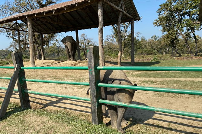 2 Nights 3 Days Chitwan Jungle Safari Tour - Dining and Cuisine