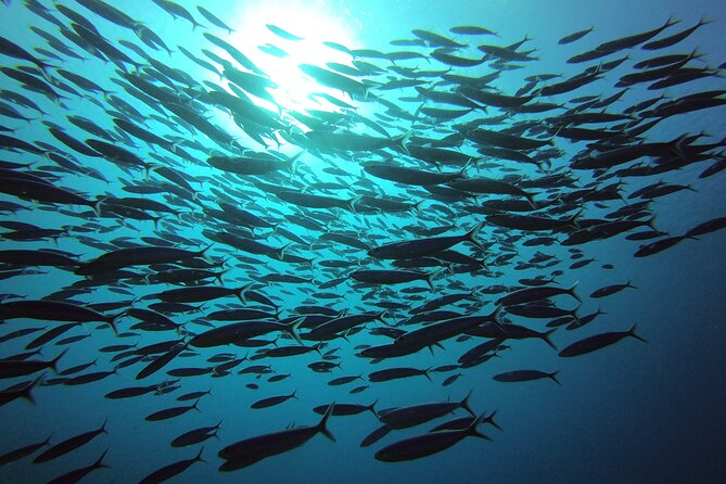 2 Tank Guided Shore Dive - Inclusions and Services Provided