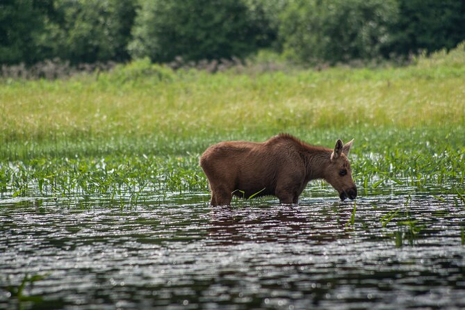 3-Day Algonquin Park Canoe Trip - Pickup Details and Logistics